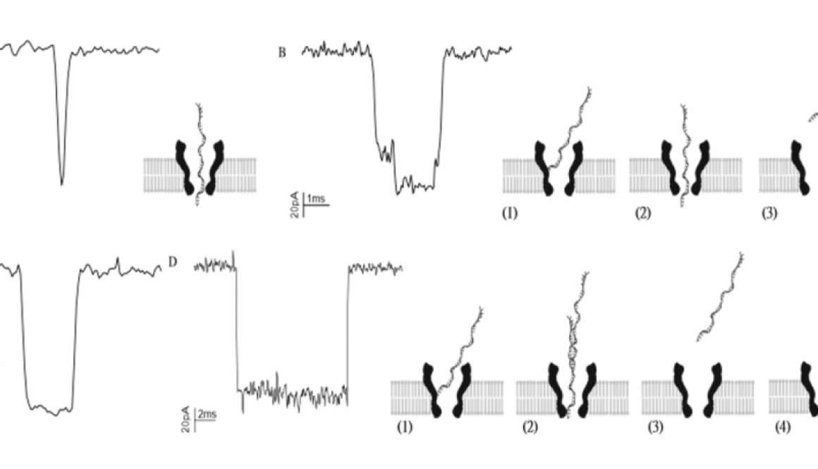 nanopore2